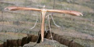 Twin-spot Plume Moth (Stenoptilia bipunctidactyla). Image: Donald Hobern, Flickr (CC)