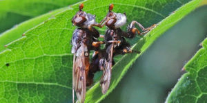 A thick-headed fly (Myopa tessellatipennis). Image: Michael Ashworth, collector (CC)