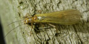 Common Yellow Sally (Isoperla grammatica). Image: Jon Mortin, iNaturalist (via Genome Note) (CC)