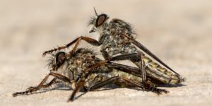 Kite-tailed Robberfly (Machimus atricapillus). Image: Charlie Jackson, Flickr (CC)
