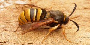 Lunar Hornet Moth (Sesia bembeciformis). Image: Ben Sale, Flickr (CC)