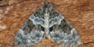 Spruce Carpet Moth (Thera britannica). Image: Ben Sale, Flickr (CC)