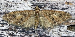 Brindled Pug Moth (Eupithecia abbreviata). Image: Ben Sale, Flickr (CC)