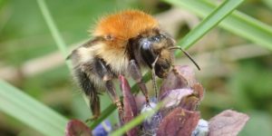 Common Carder Bee (Bombus pascuorum). Image: Liam Crowley, University of Oxford (CC)