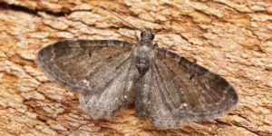 Common Pug Moth (Eupithecia vulgata). Image: Ben Sale, Flickr (CC)