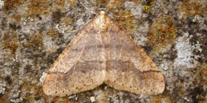 Dotted Border Moth (Agriopis marginaria). Image: Ben Sale, Flickr (CC)