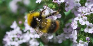 Early Bumblebee (Bombus pratorum). Image: Liam Crowley, University of Oxford (CC)