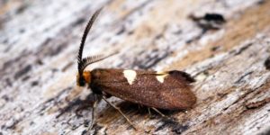 Feathered Bright Moth (Incurvaria masculella). Image: Ben Sale, Flickr (CC)