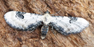 Lime-speck Pug Moth (Eupithecia centaureata). Image: Ben Sale, Flickr (CC)