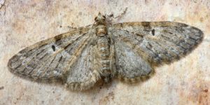 Oak-tree Pug Moth (Eupithecia dodoneata). Image: Patrick Clement, Flickr (CC)