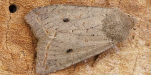 Red-line Quaker Moth (Agrochola lota). Image: Ben Sale, Flickr (CC)