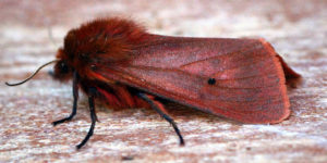 Ruby Tiger Moth (Phragmatobia fuliginosa). Image: Ben Sale, Flickr (CC)