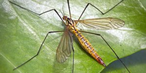 Tiger Cranefly (Nephrotoma flavescens). Image: hedera.baltica, Flickr (CC)