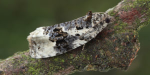 White-shouldered Marble Moth (Apotomis turbidana). Image: Patrick Clement, Flickr (CC)