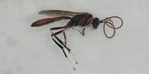 An ichneumon wasp (Alloplasta piceator). Image: Darwin Tree of Life (CC)