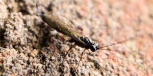 An ichneumon wasp (Clistopyga incitator). Image: Gail Hampshire, Flickr (CC)