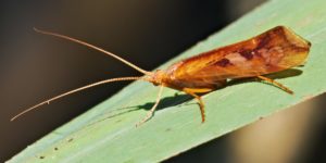 A caddisfly (Limnephilus rhombicus). Image: Andreas Eichler, Wikimedia Commons (CC)