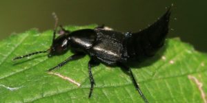 A rove beetle (Philonthus cognatus). Image: S. Rae, Flickr (CC)