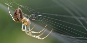 Autumn Spider (Metellina segmentata). Image: Conall, Flickr (CC)