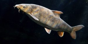 Common Barbel (Barbus barbus). Image: Linie29, Wikimedia Commons (CC)