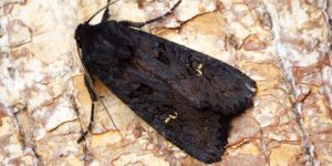 Black Rustic Moth (Aporophyla nigra). Image: Ben Sale, Flickr (CC)