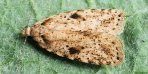 Brindled Flat-body Moth (Agonopterix arenella). Image: Ilia Ustyantsev, Flickr (CC)