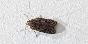Brown House Moth (Hofmannophila pseudospretella). Image: Luke Lythgoe, Wellcome Sanger Institute (CC)