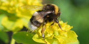 Buff-tailed Bumblebee (Bombus terrestris). Image: Liam Crowley, University of Oxford (CC)