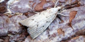 Bulrush Veneer Moth (Calamotropha paludella). Image: Ben Sale, Flickr (CC)