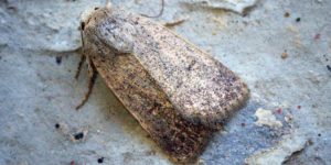 Clancy’s Rustic Moth (Caradrina kadenii). Image: Ben Sale, Flickr (CC)