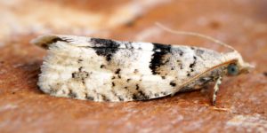 Crescent Bell Moth (Epinotia bilunana). Image: Ben Sale, Flickr (CC)