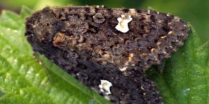 Dot Moth (Melanchra persicariae). Image: Ben Sale, Flickr (CC)