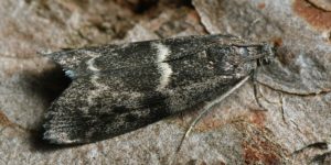 Heath Knot-horn Moth (Apomyelois bistriatella ). Image: Ilia Ustyantsev, Flickr (CC)