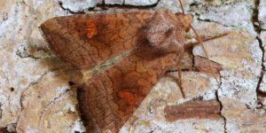 Large Ear Moth (Amphipoea lucens). Image: Patrick Clement, Flickr (CC)