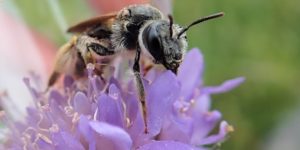 Large Scabious Mining Bee (Andrena hattorfiana). Image: Liam Crowley, University of Oxford (CC)