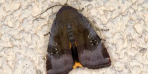 Lesser Broad-bordered Yellow Underwing Moth (Noctua janthe). Image: Jerzy Strzelecki, Wikimedia Commons (CC)