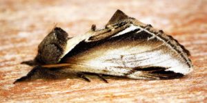 Lesser Swallow Prominent Moth (Pheosia gnoma). Image: Ben Sale, Flickr (CC)