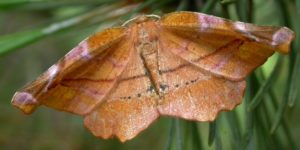 Lilac Beauty Moth (Apeira syringaria). Image: Patrick Clement, Flickr (CC)