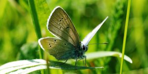 Mazarine Blue Butterfly (Cyaniris semiargus). Image: Gilles San Martin, Flickr (CC)