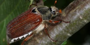 A cockchafer beetle (Melolontha melolontha). Image: Frank Vassen, Flickr (CC)
