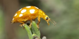 Orange Ladybird (Halyzia sedecimguttata). Image: Line Sabroe, Flickr (CC)