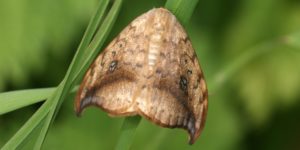 Pebble Hook-tip Moth (Drepana falcataria). Image: Ben Sale, Flickr (CC)