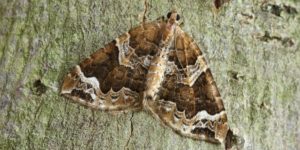 Phoenix Moth (Eulithis prunata). Image: Patrick Clement, Flickr (CC)