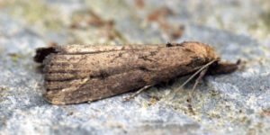 Pinion-streaked Snout Moth (Schrankia costaestrigalis). Image: Ben Sale, Flickr (CC)