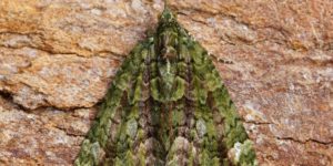 Red-green Carpet Moth (Chloroclysta siterata). Image: Ben Sale, Flickr (CC)