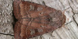 Small Square-spot Moth (Diarsia rubi). Image: Donald Hobern, Flickr (CC)