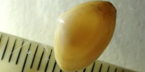 A surf clam (Spisula solida). Image: Marine Biological Association (CC)