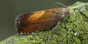 Sycamore Piercer Moth (Pammene aurita). Image: Patrick Clement, Flickr (CC)