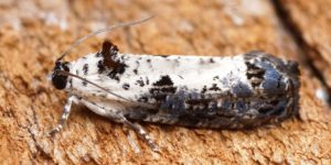 White-backed Marble Moth (Hedya salicella). Image: Ben Sale, Flickr (CC)