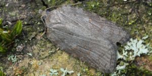 Ashy Button Moth (Acleris sparsana). Image: Patrick Clement, Flickr (CC)